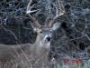 darlinedarline1@aol.com's picture