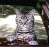 Toonces's picture