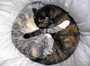 ProgressiveMews's picture