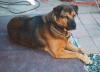 Mongrel's picture