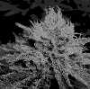 kyslim420's picture
