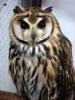 hibou7's picture