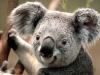 koolkake's picture